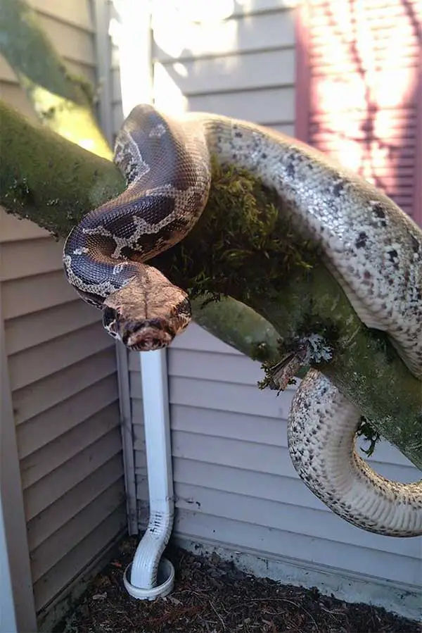 blood python on a branch