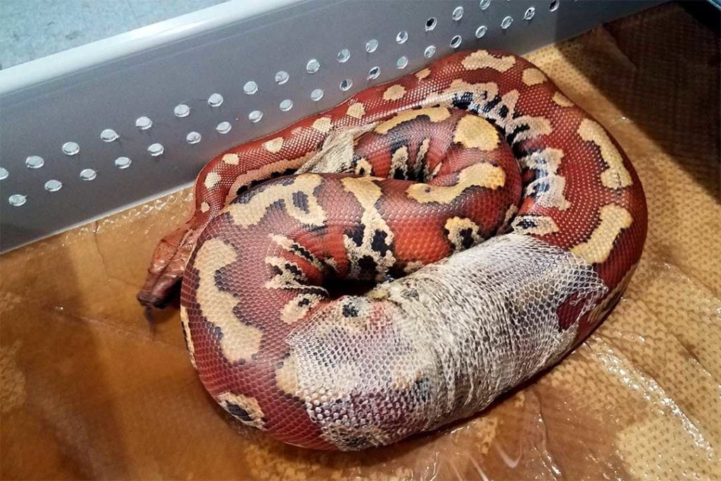 blood python shedding its skin
