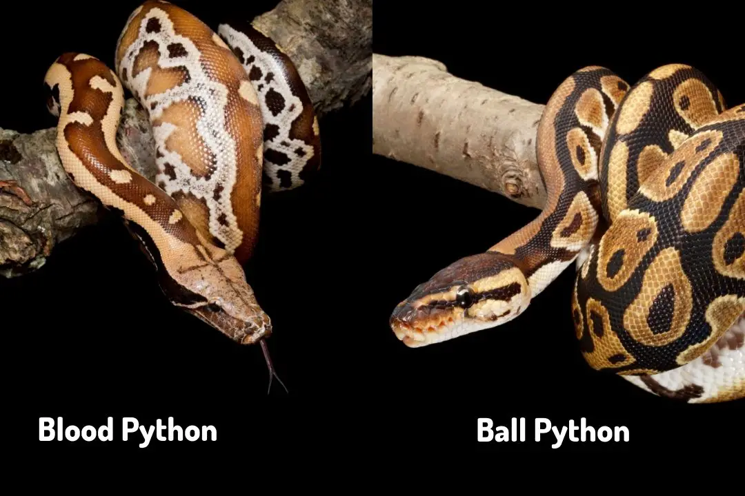 blood python vs ball python
