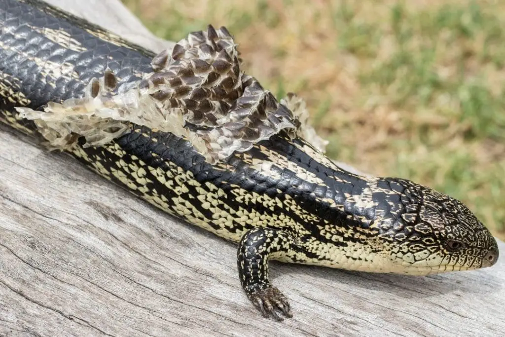 blotched blue tongued skink