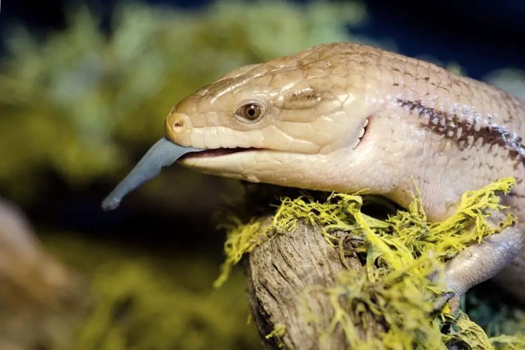 blue tongued skink lizard