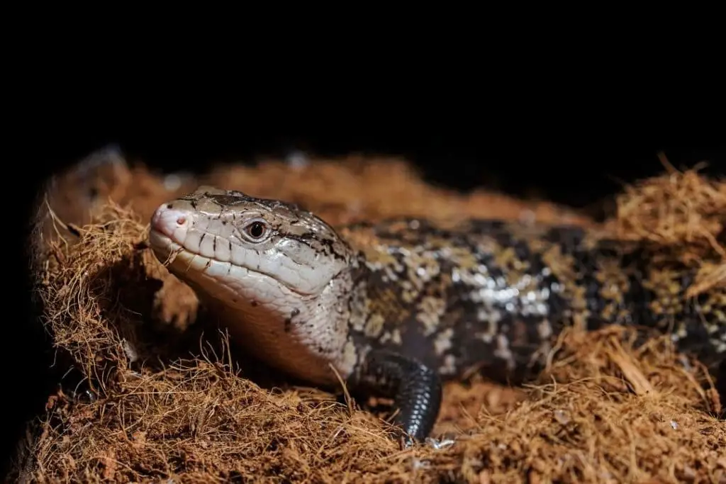 blue tongued skink