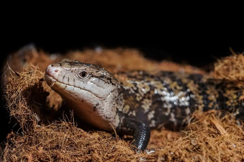 blue tongued skink on coconut fiber substrate