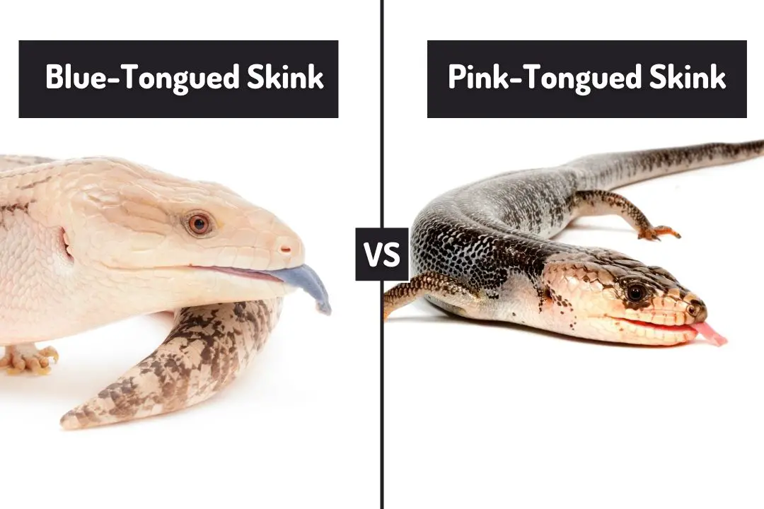 blue tongued skink vs pink tongued skink