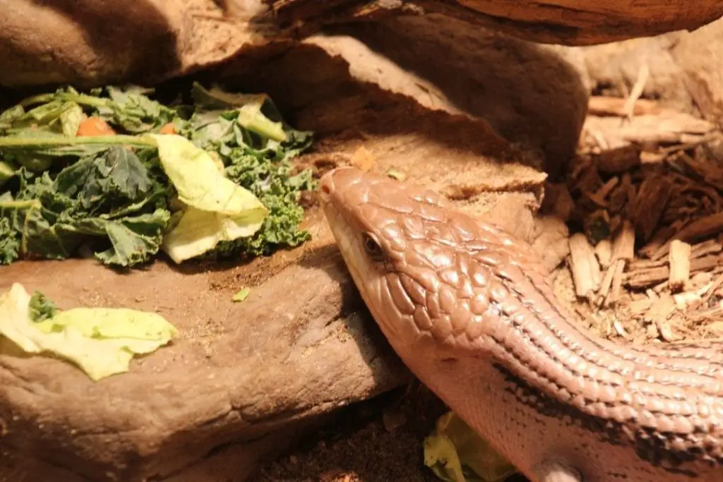 blue tongued skink eating salad