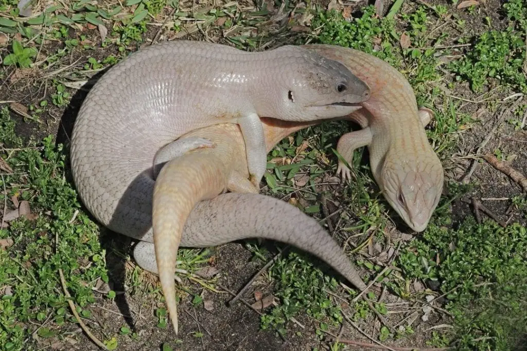 blue tongued skinks mating