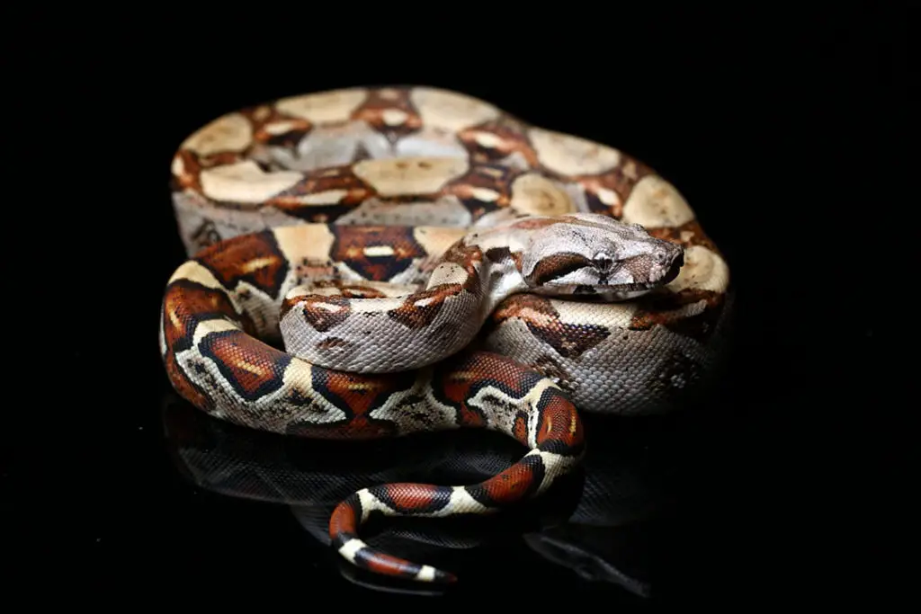 boa constrictor brood