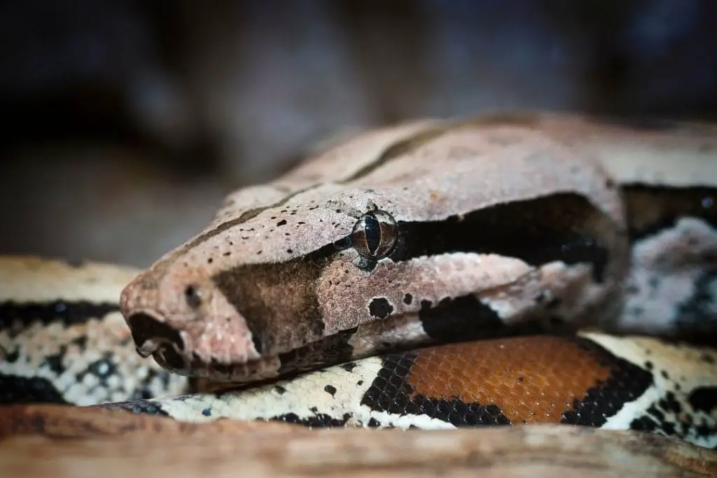 boa constrictor head closeup