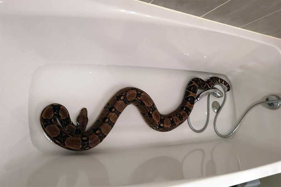 boa constrictor in a bathtub