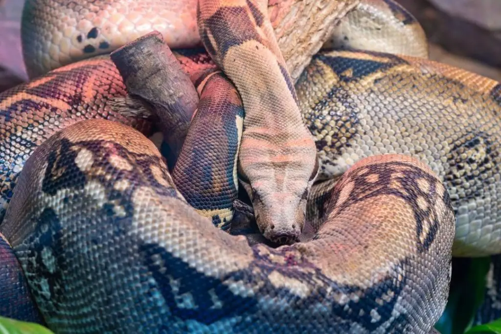 boa constrictor on a branch