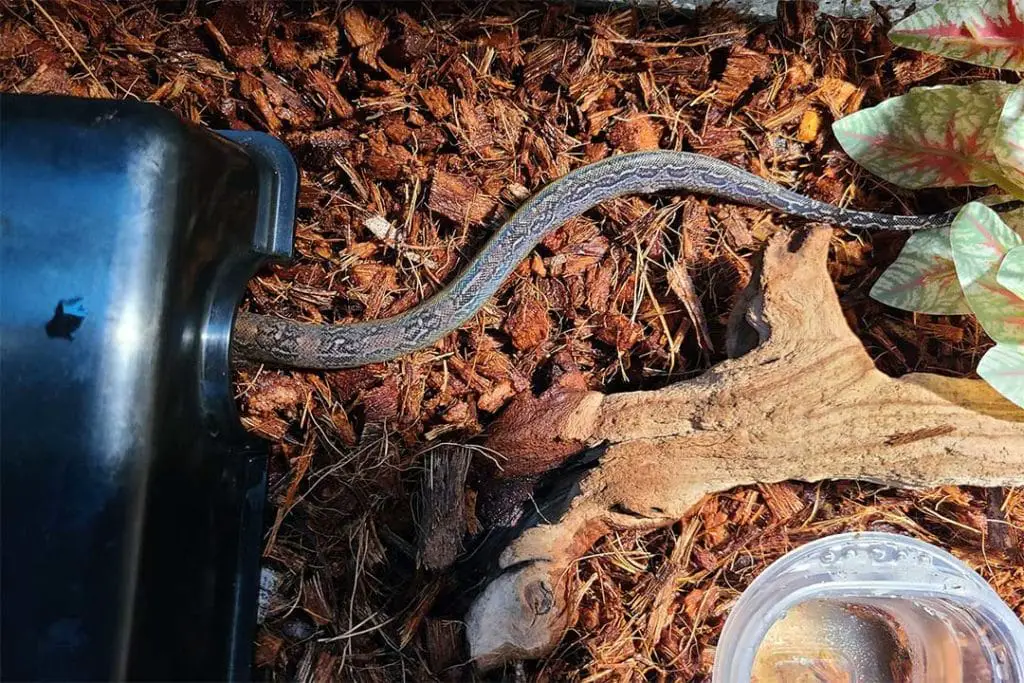 boa entering its hiding shelter