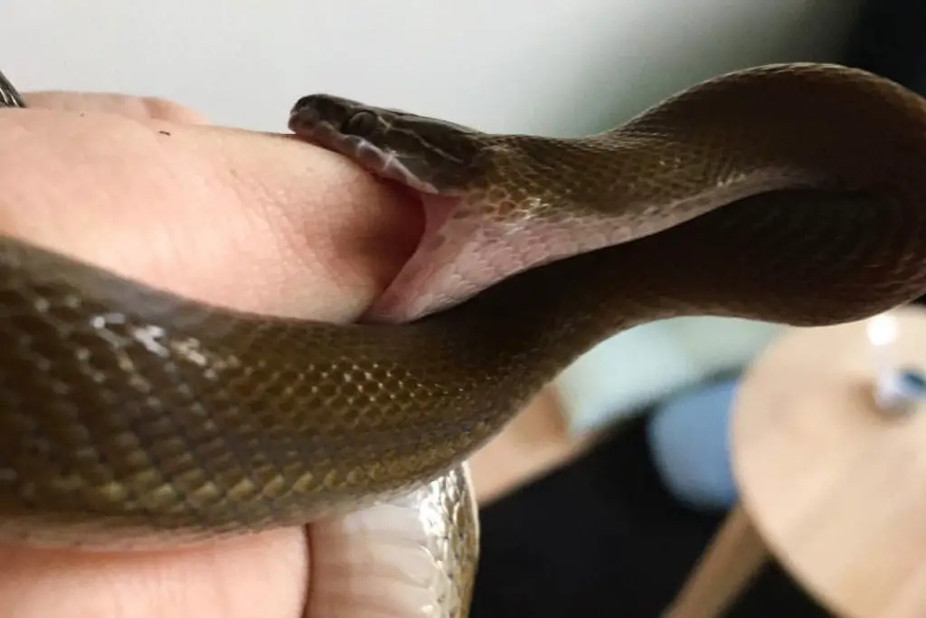 african house snake biting it's owner's hands