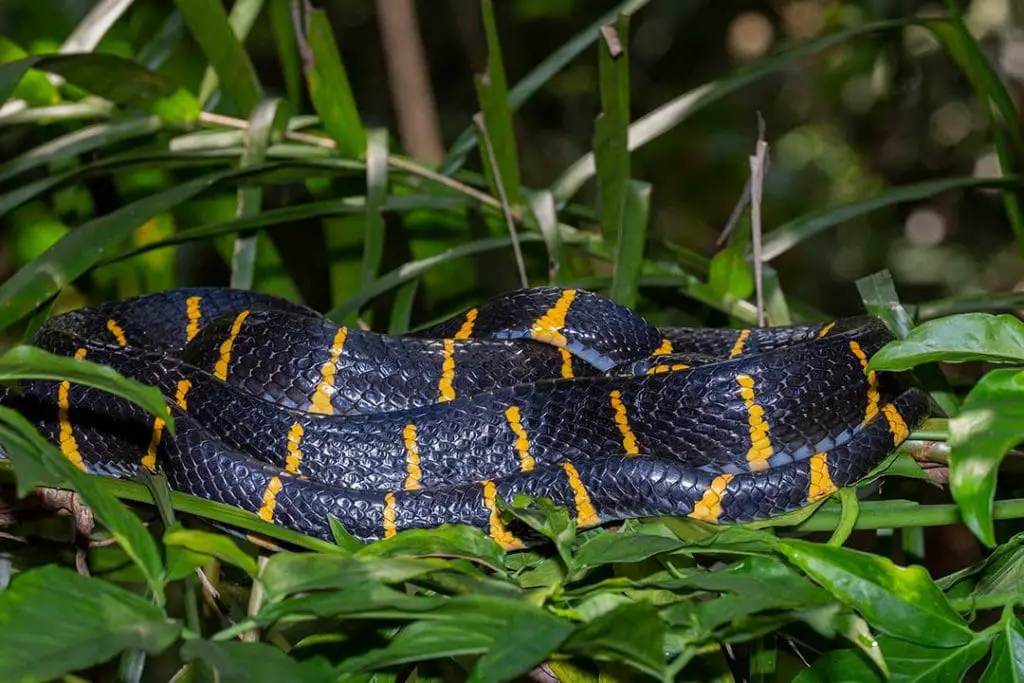 20-species-of-black-and-yellow-snakes-with-pictures-reptilehow