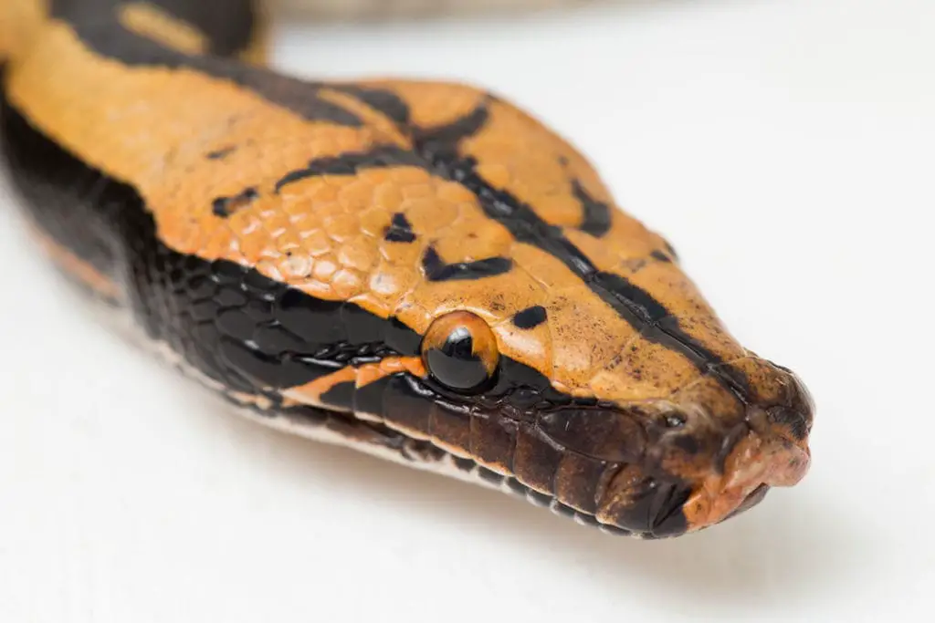 well lit sumatran blood python