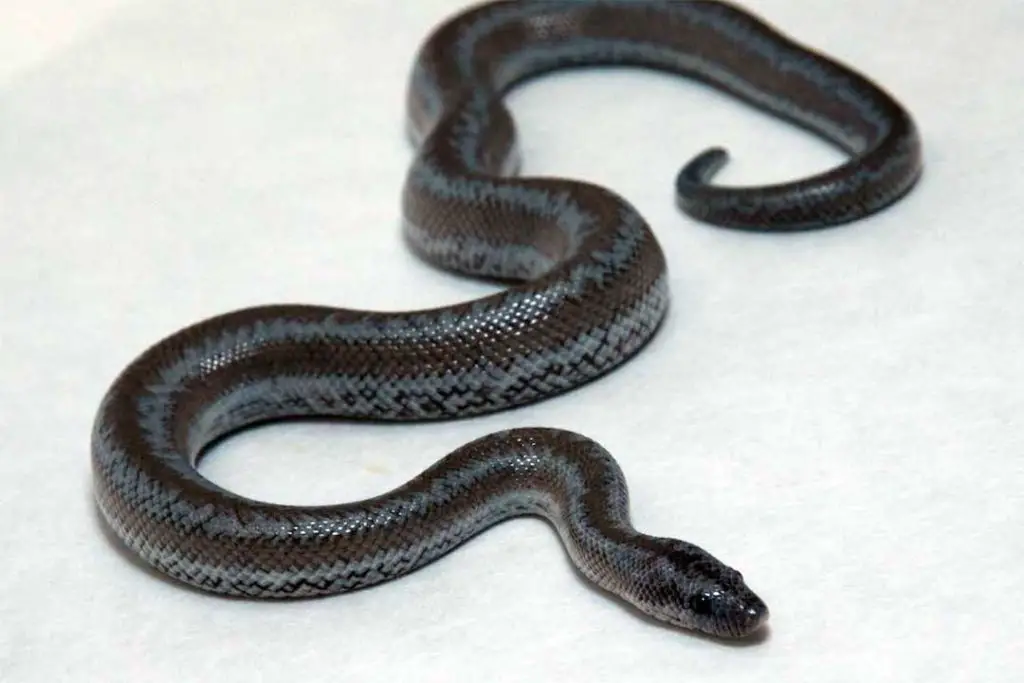 borrego anerythristic rosy boa