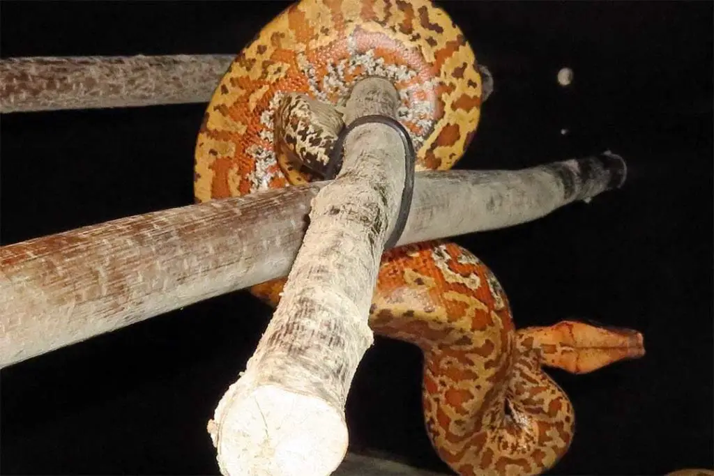 blood python climbed on tree branches