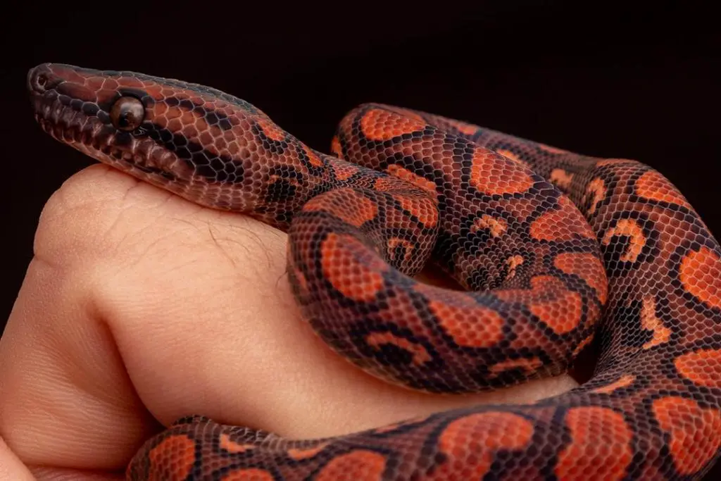 brazilian rainbow boa