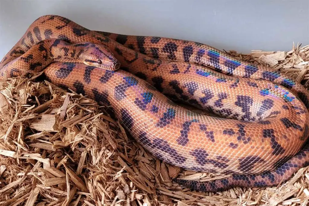 brazilian rainbow boa burrowing in substrate