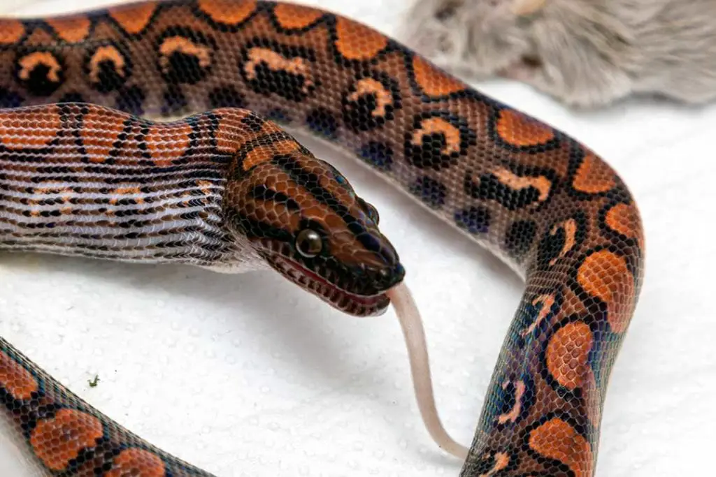 brazilian rainbow boa feeding on a mouse