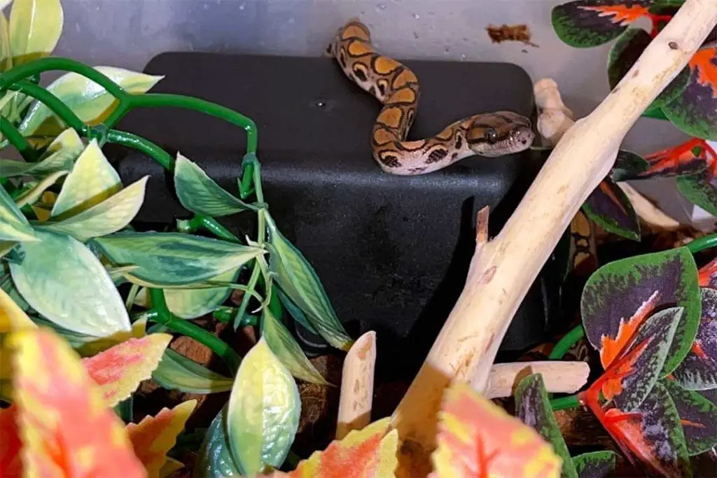 rainbow boa next to a plastic shelter