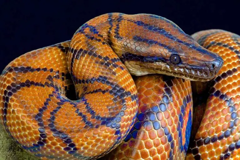 Are Brazilian Rainbow Boas Good Beginner Snakes? - ReptileHow.com