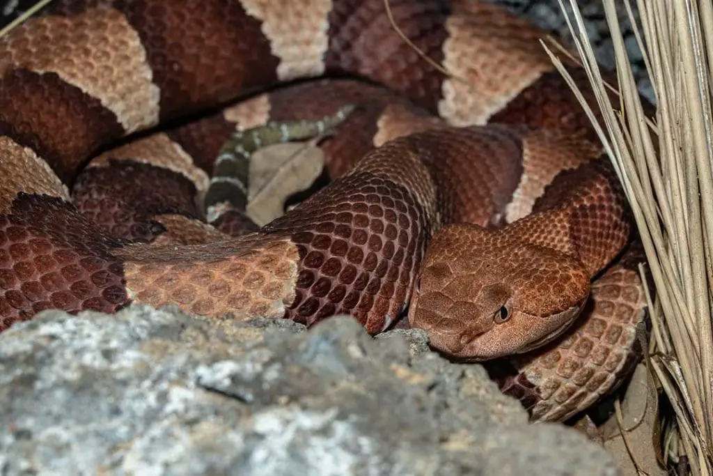 broad banded copperhead