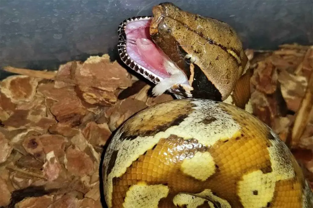 brongersmai python eating. a mouse
