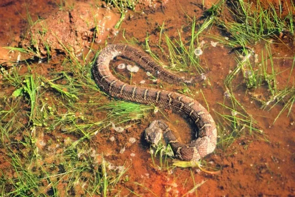 brown water snake