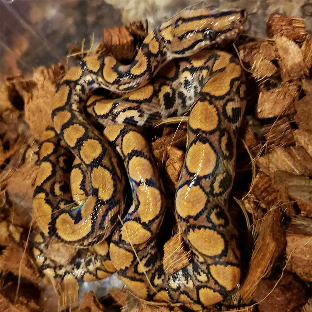 bullseye morph rainbow boa