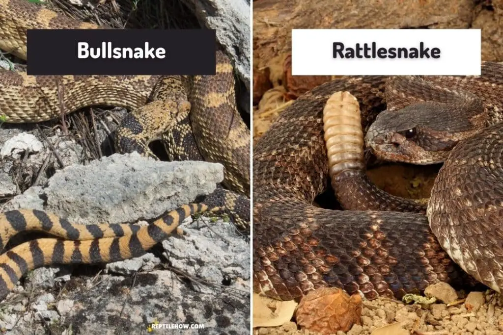bullsnake and rattlesnake tails compared