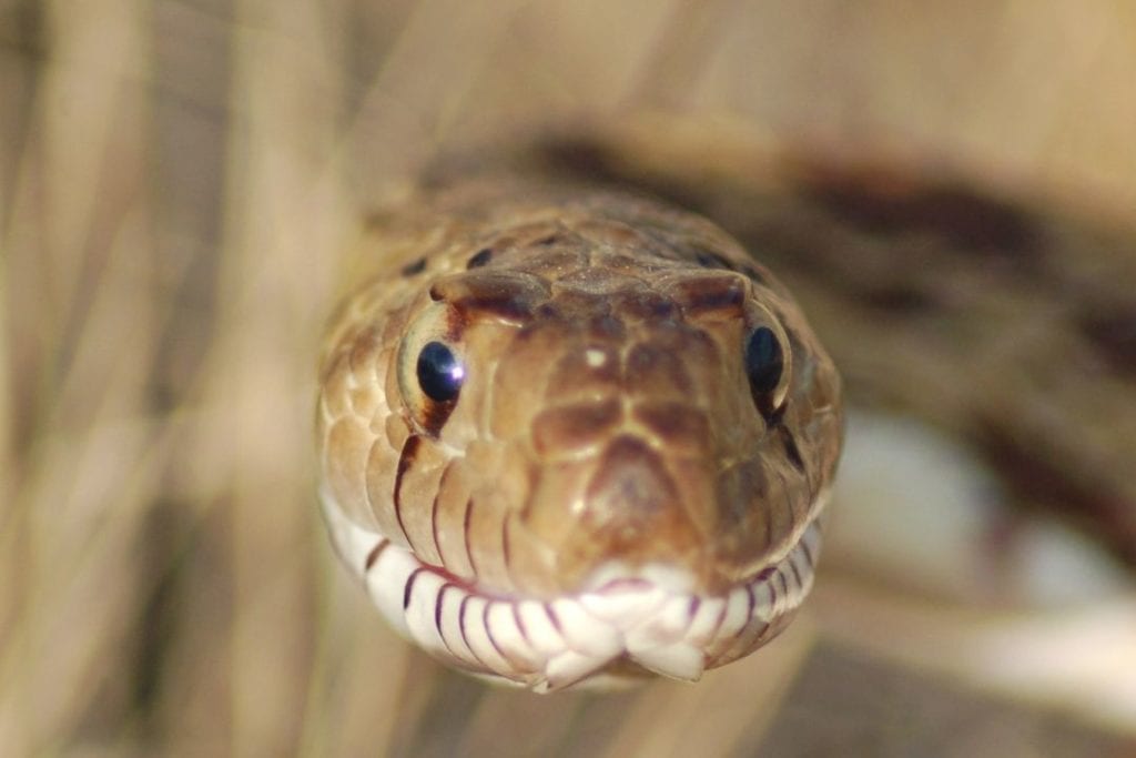 bullsnake eyes