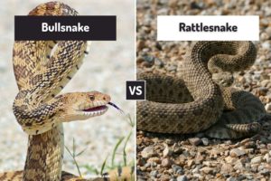 Bullsnake Vs Rattlesnake (6 Differences) - ReptileHow.com