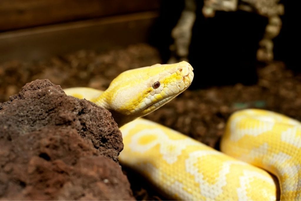 albino burmese python in its enclosure under a light uv