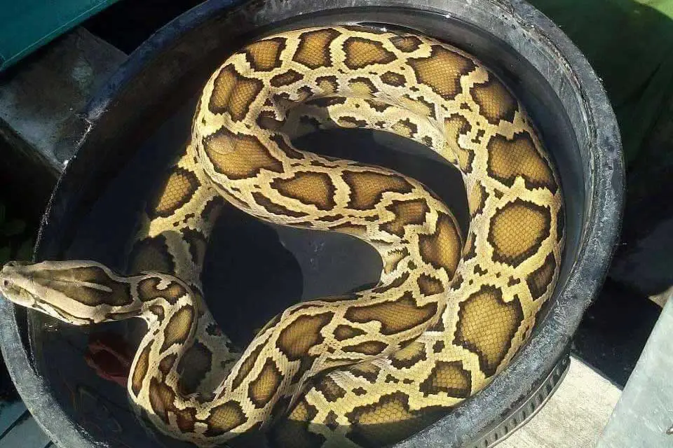 burmese python bathing in a water bucket