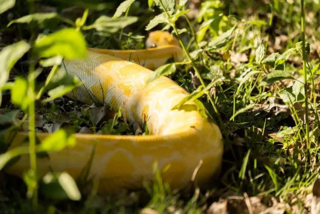 burmese python in the wild