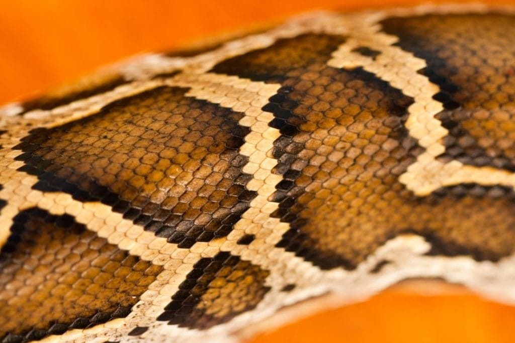 burmese python scales closeup