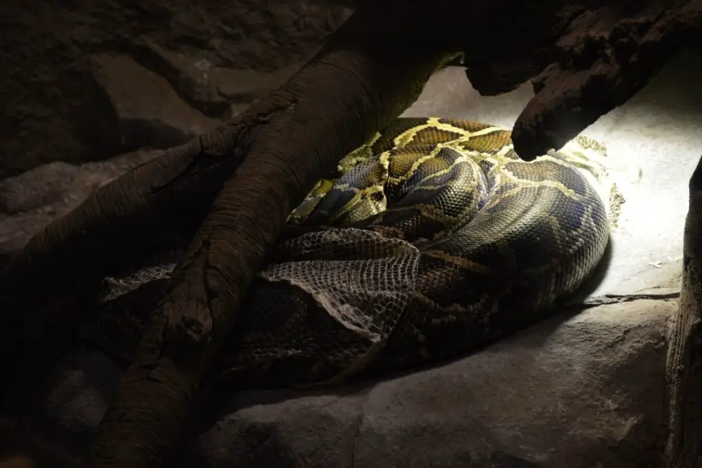 big burmese python shedding