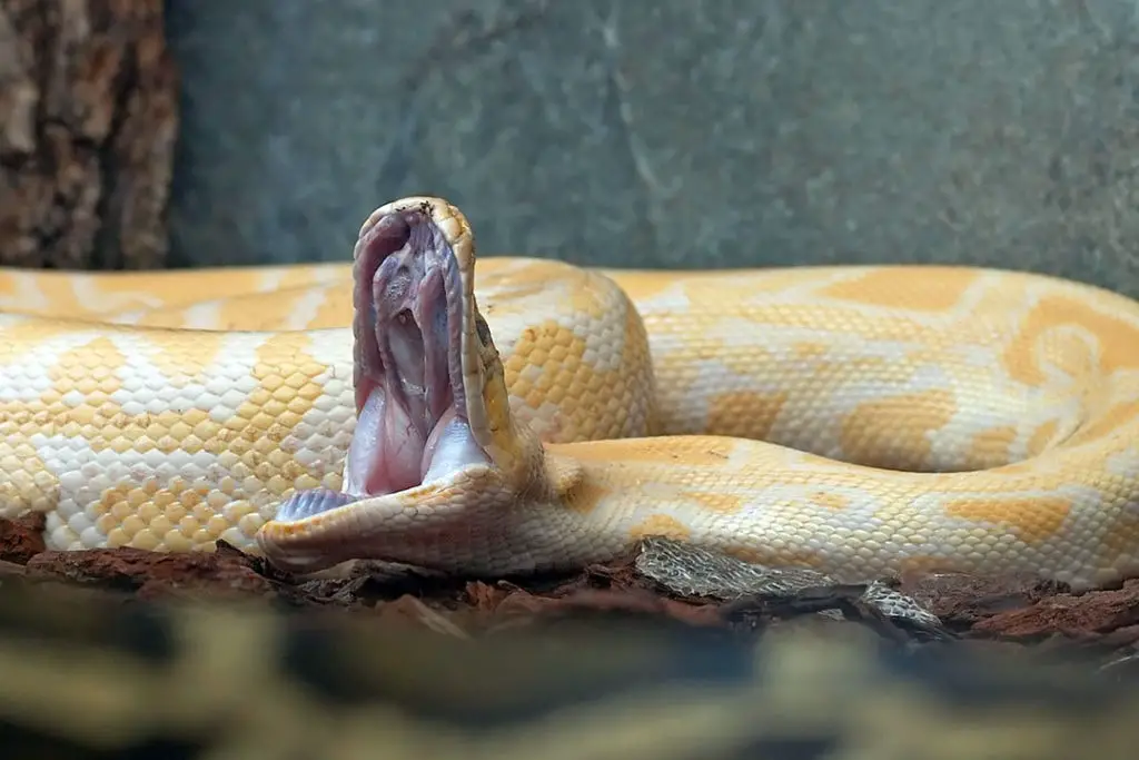 burmese python yawning