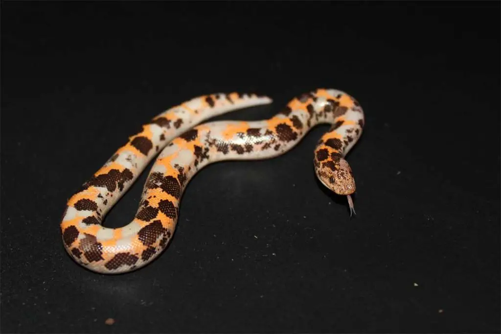 calico morph kenyan sand boa