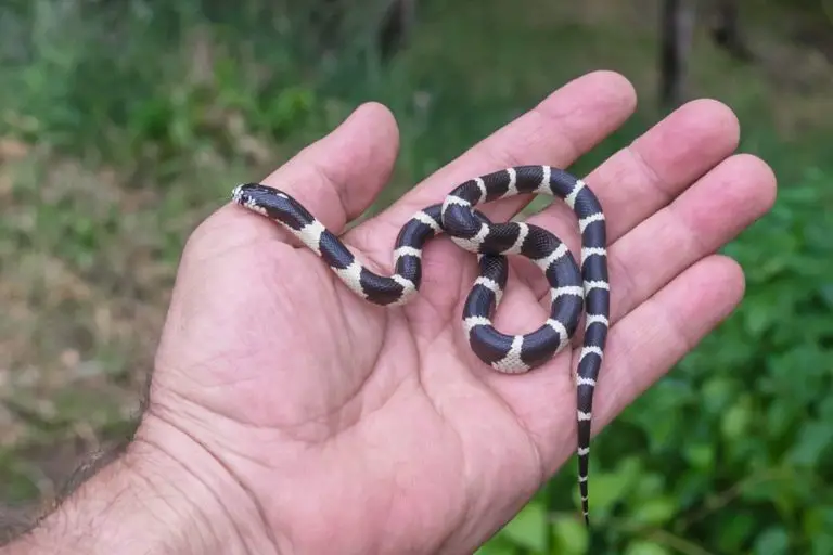 Top 15 King Snake Morphs (With Pictures) - ReptileHow.com