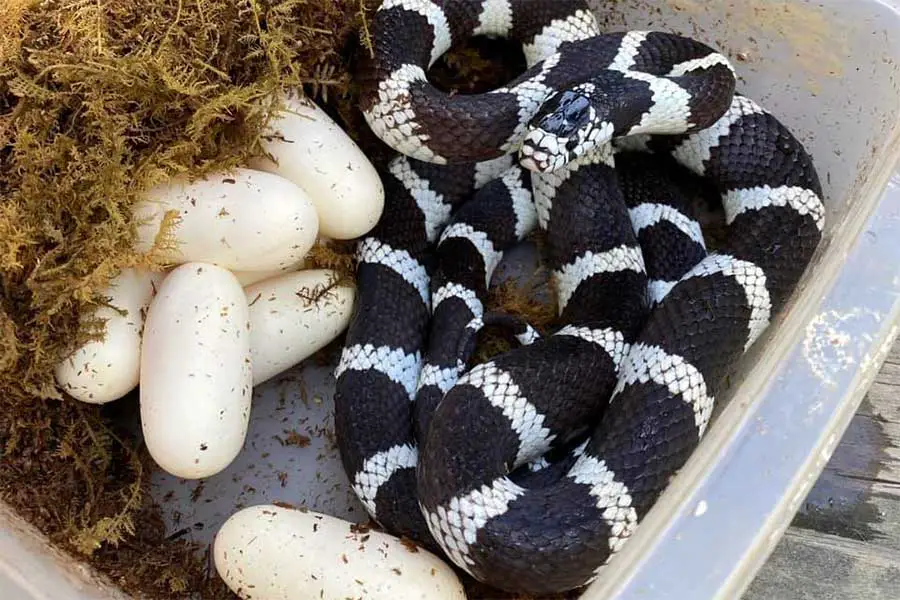 king snake with eggs