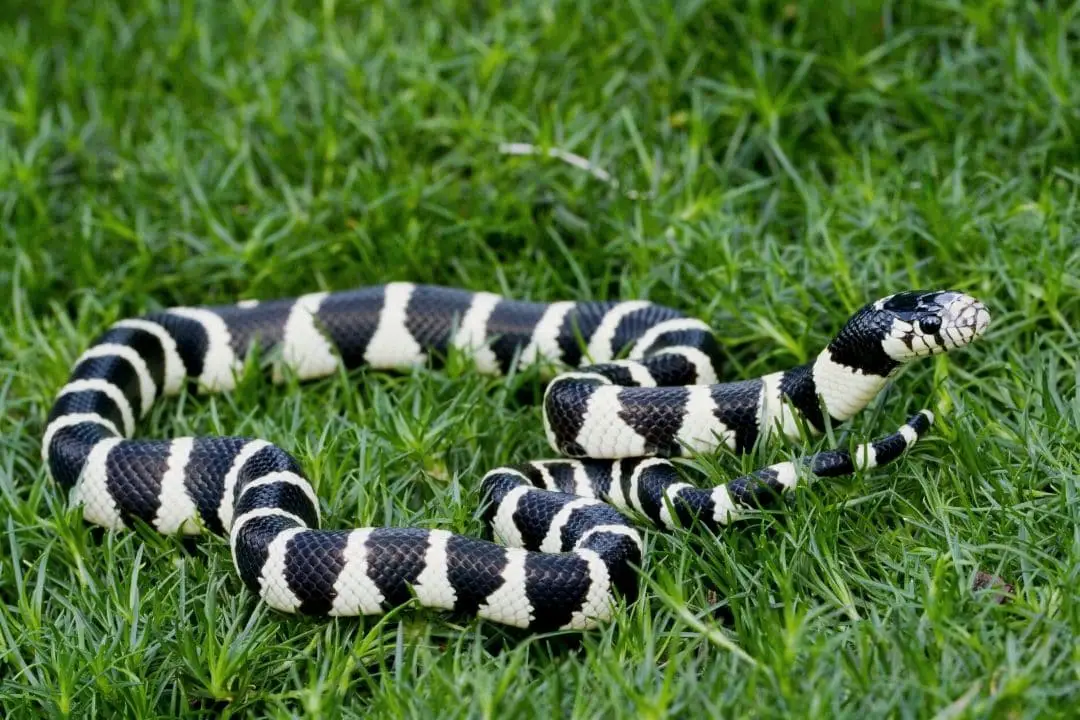 white and black california king snake