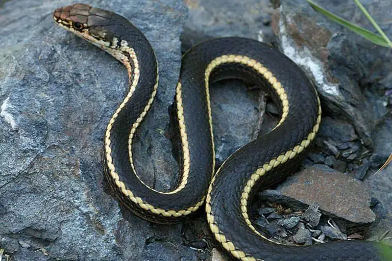 20 Species Of Black And Yellow Snakes (With Pictures) - ReptileHow.com