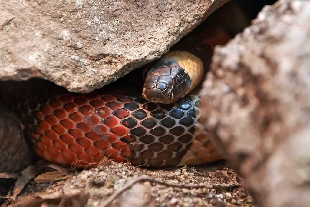 campbell milk snake