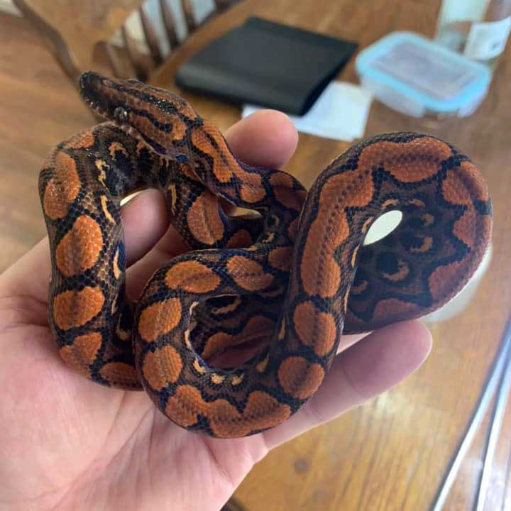 candy stripe rainbow boa