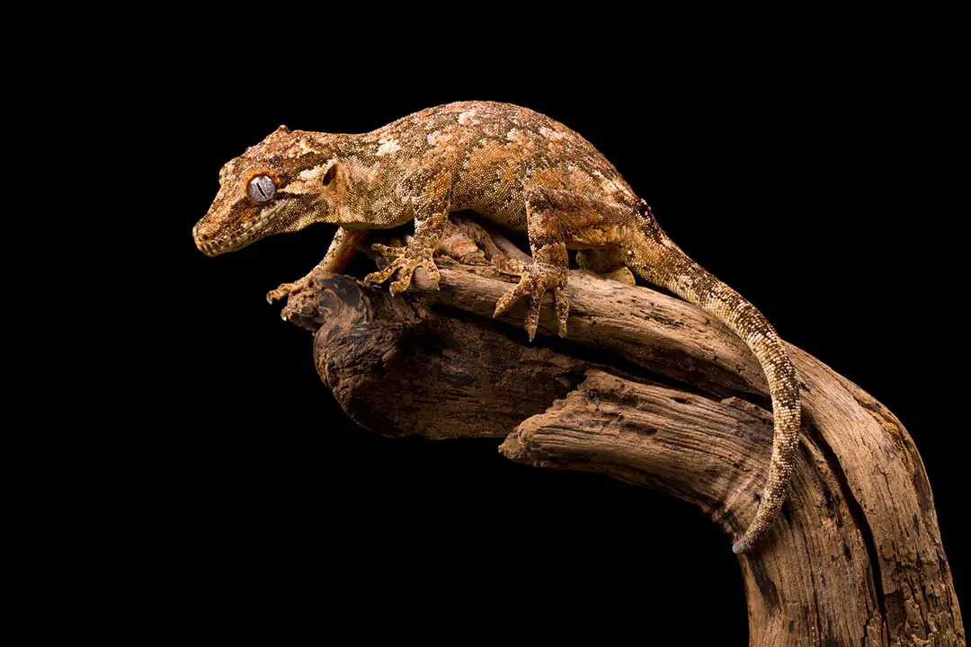 captive bred gargoyle gecko