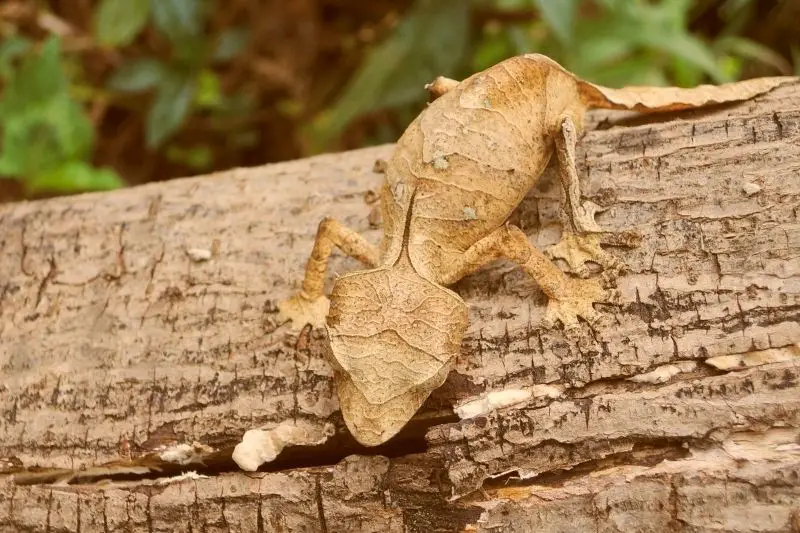 captive bred satanic leaf tailed gecko for sale
