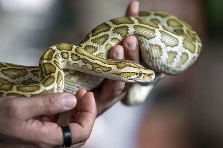 are-burmese-pythons-aggressive-or-friendly-reptilehow