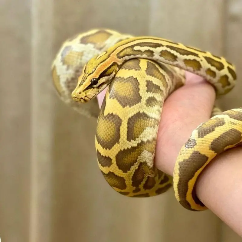 caramel burmese python morph