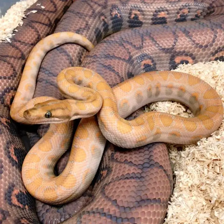 caramel rainbow boa